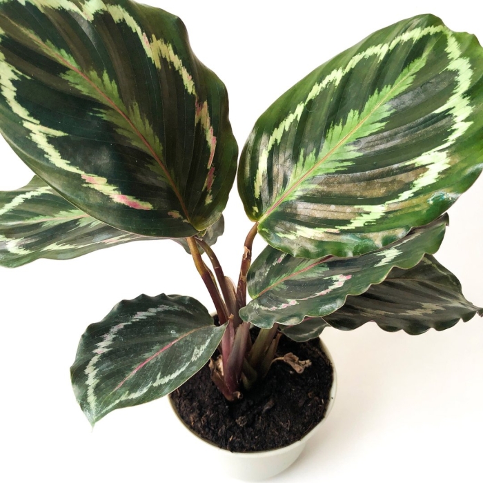 Калатея миели