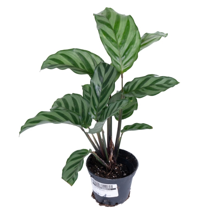 Калатея тропистар