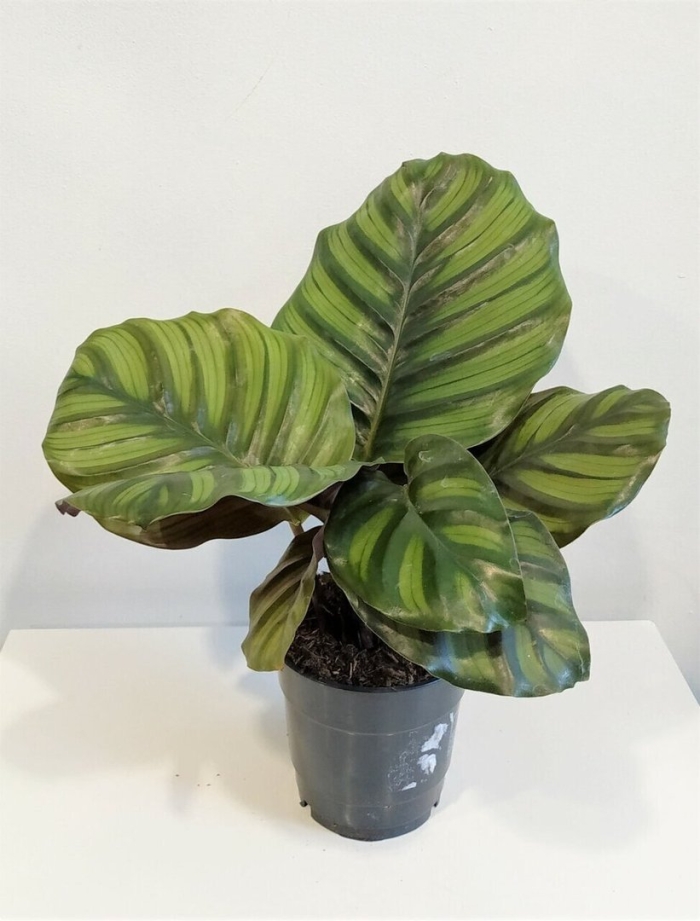 Calathea fasciata