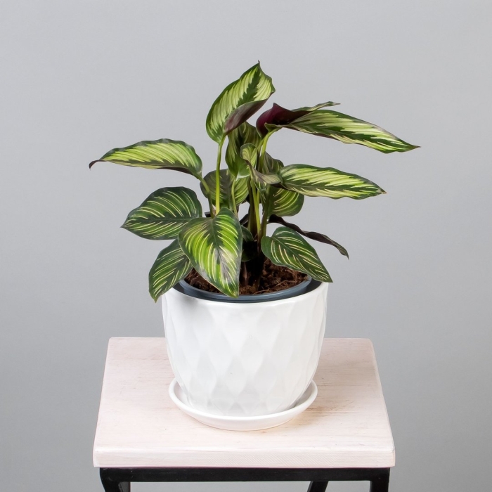 Калатея pinstripe