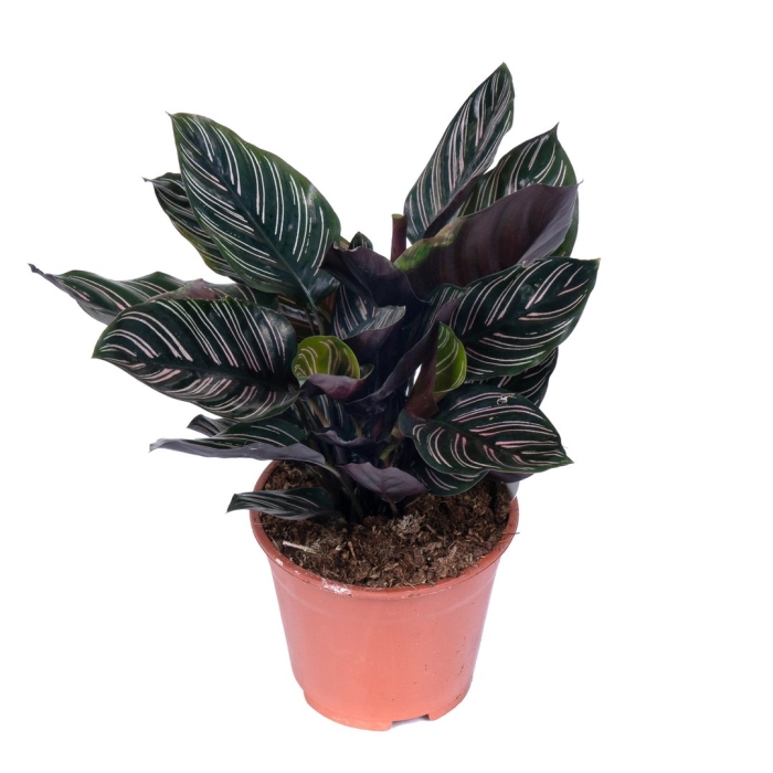 Калатея орната