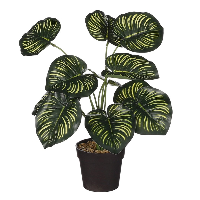 Комнатные цветы калатея