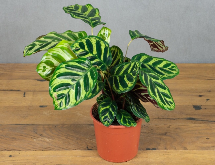 Калатея макоя вариегата