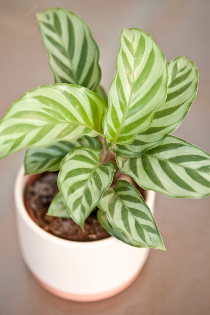 Калатея плант