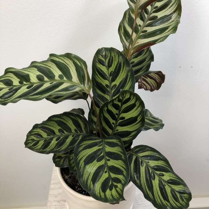 Калатея макояна