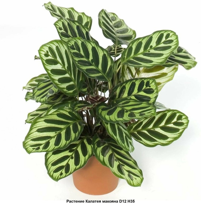 Calathea makoyana