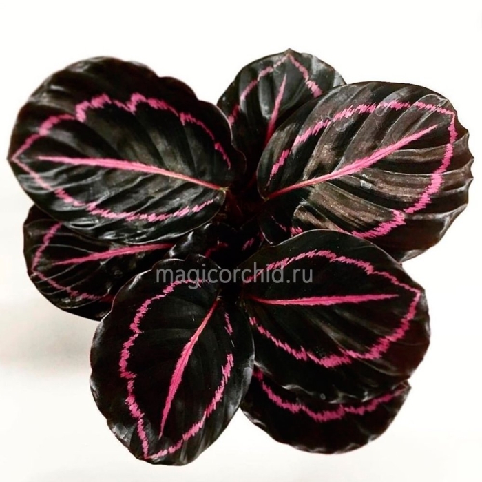 Калатея дотти