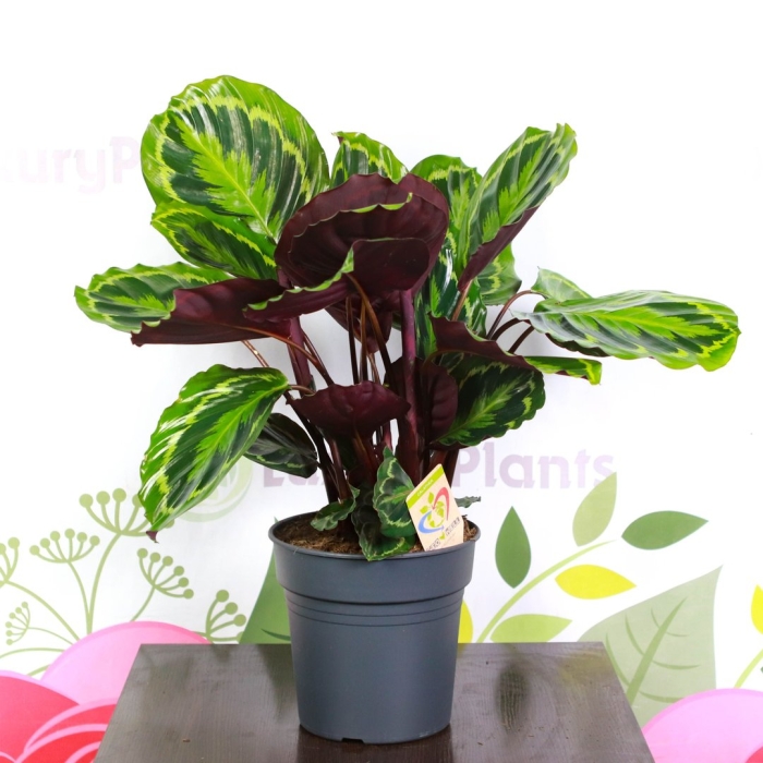 Калатея розеопикта кримсон