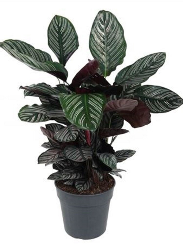 Калатея сандериана