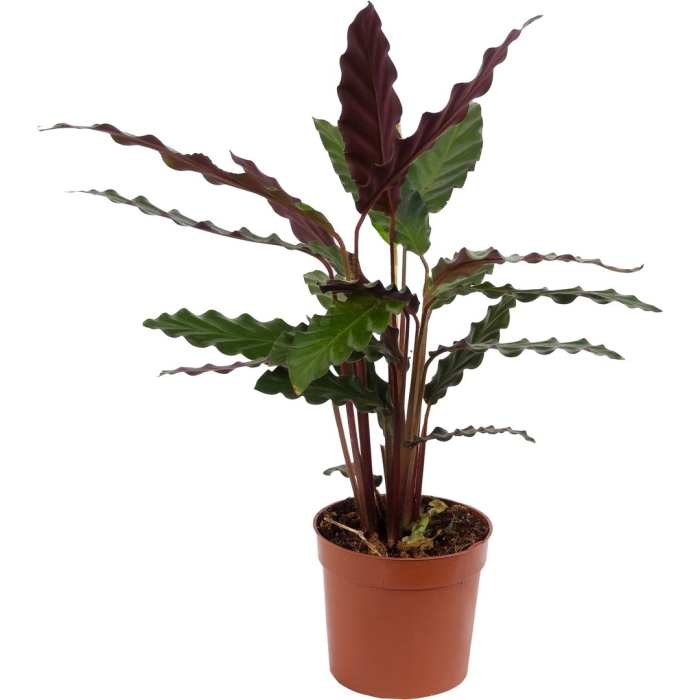 Варшевича калатея