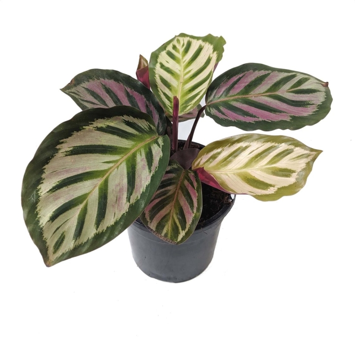 Калатея розеопикта иллюстрис