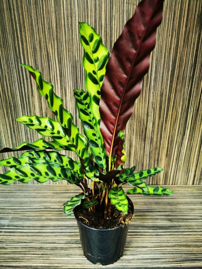 Лансифолия калатея