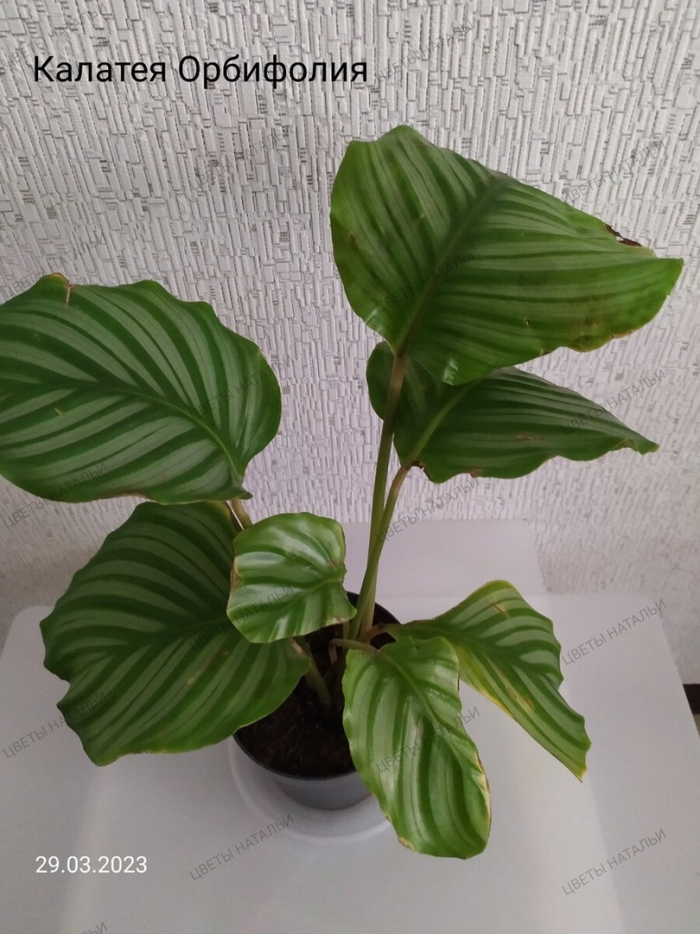 Калатея орбифолия уход в домашних условиях