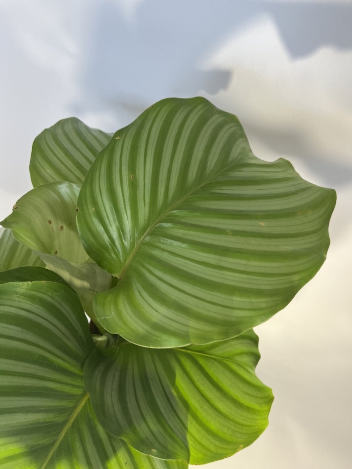 Растение калатея