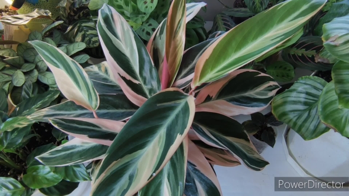 Калатея строманта