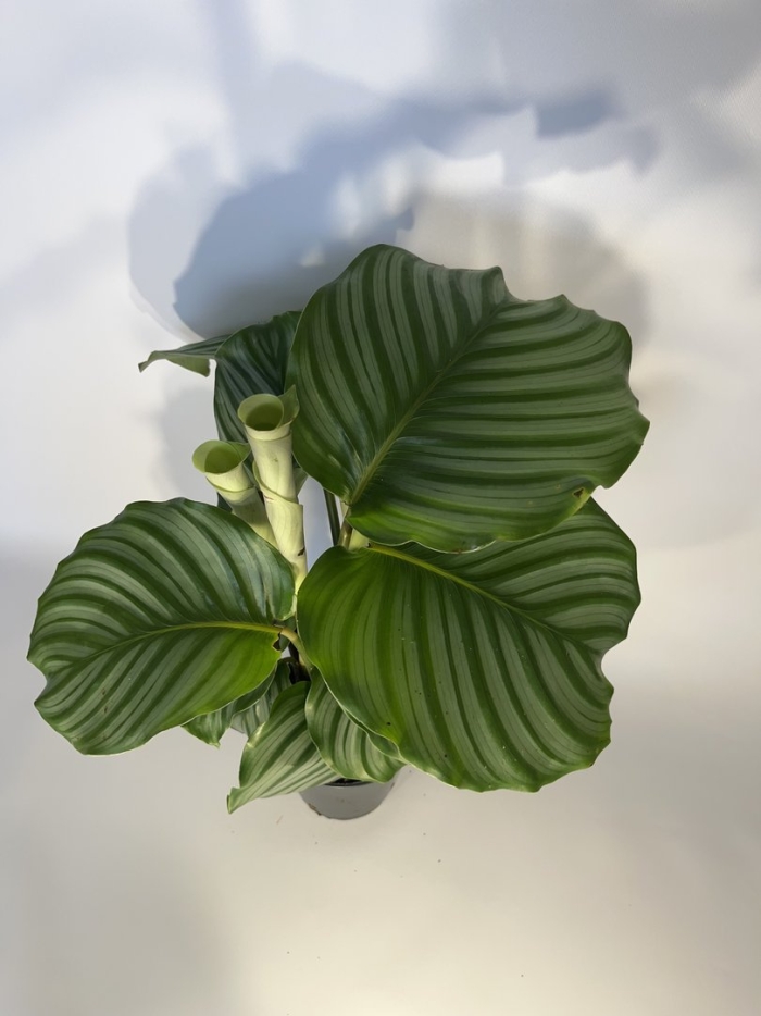 Калатея орбифолия