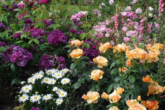 Роза бордюрная корснода