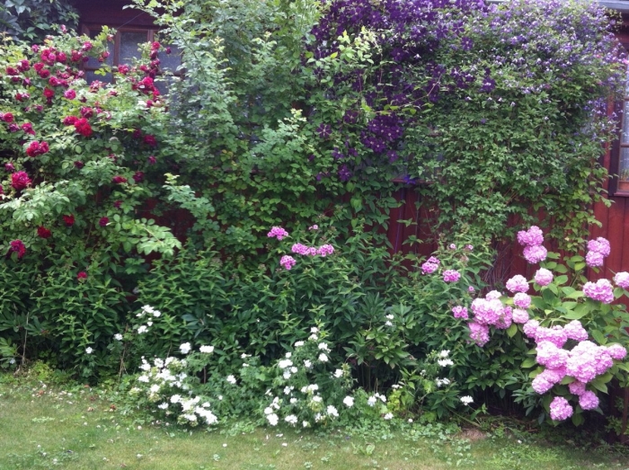 Клематис в ландшафтном дизайне