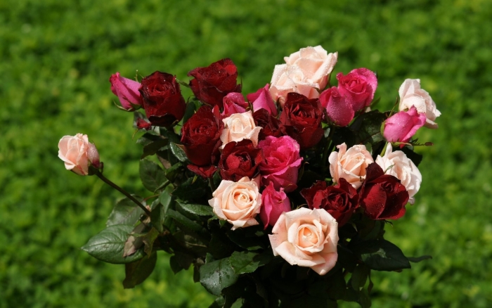 Роза рассела