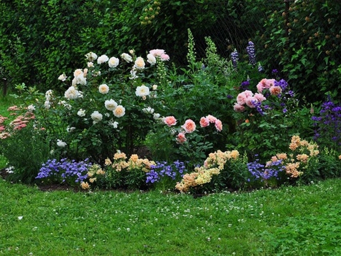 Роза квин элизабет в миксбордере