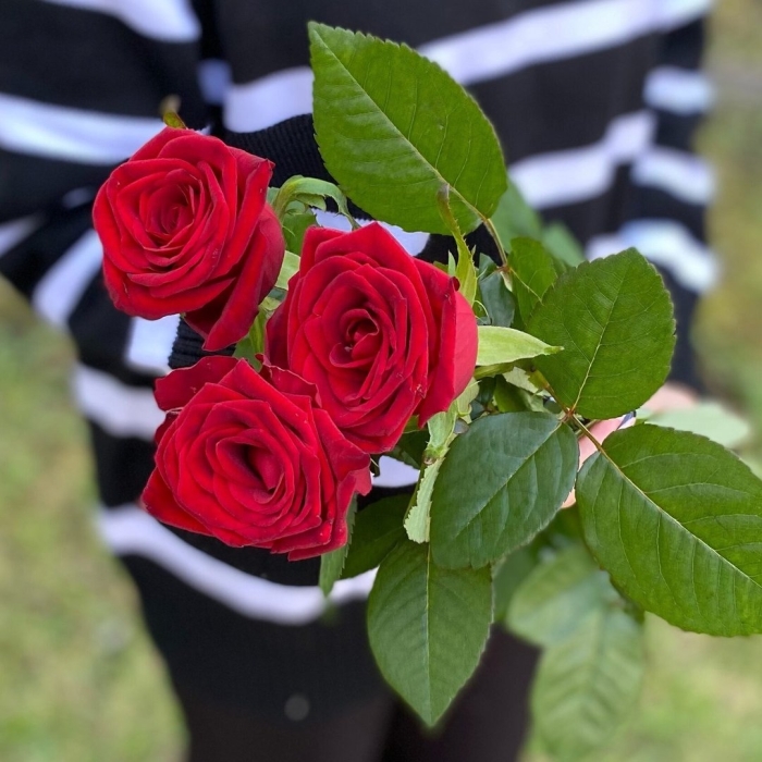 Роза ред наоми