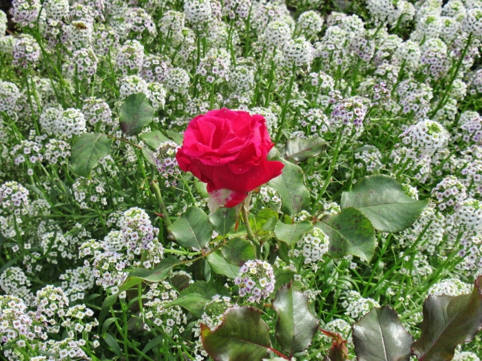 Цинерария и алиссум