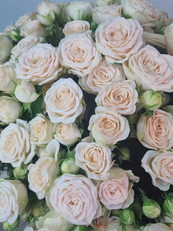 Кустовая роза