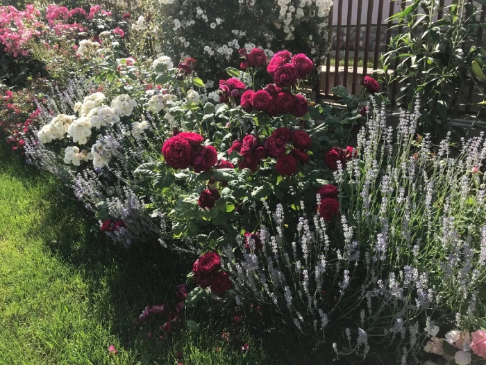 Сочетание роз