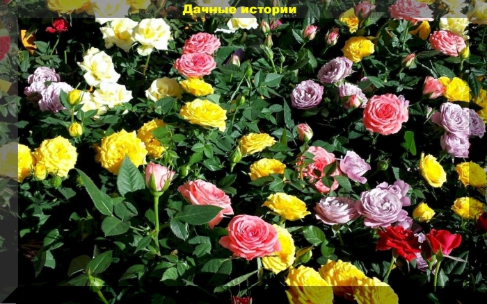 Роза микс бордюрная