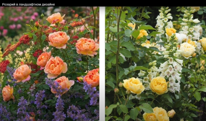 Леди оф шалот роза