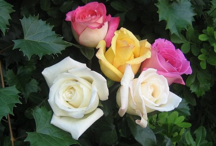 Розы разных цветов