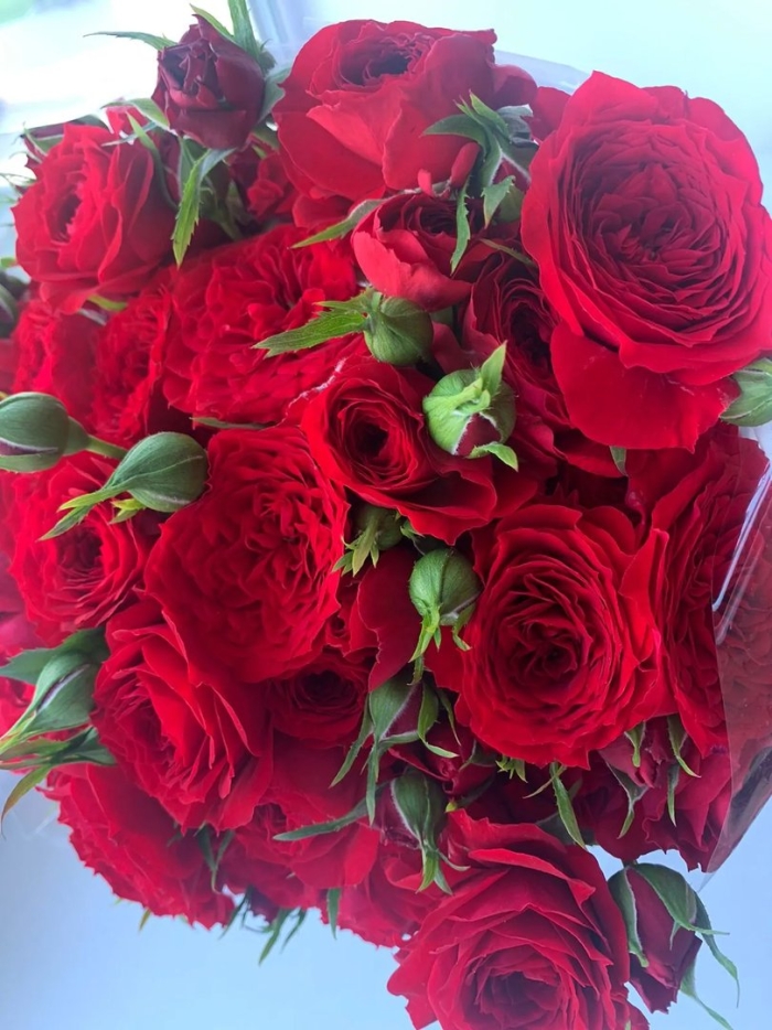 Пионовидная роза ред пиано