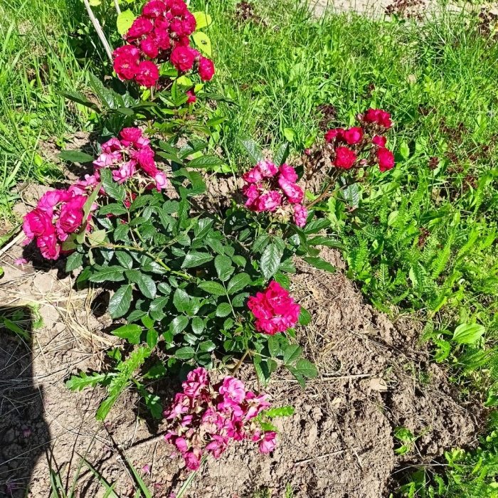 Иониум почвопокровный роза