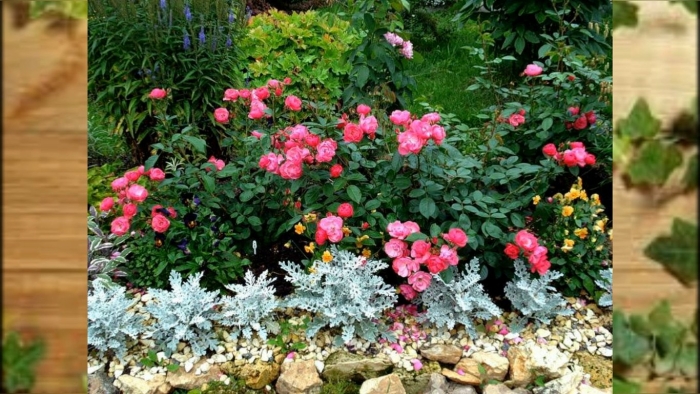 Роза парковая в миксбордере