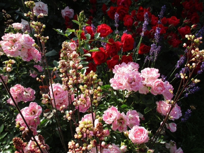 Роза винтер лодж