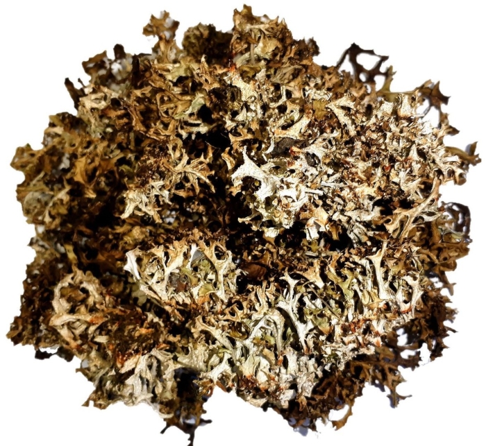 Исландский мох цетрария