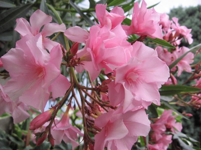 Олеандр махровый розовый