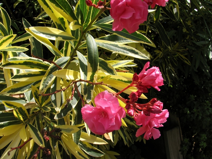 Олеандр вариегатный