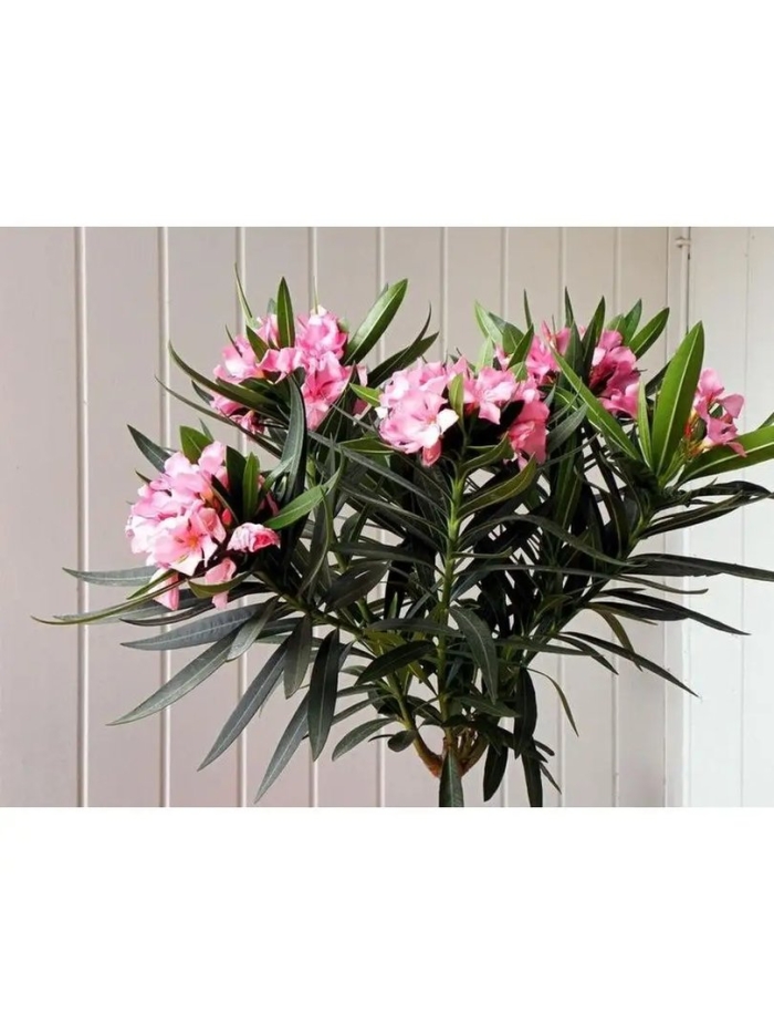 Олеандр комнатный