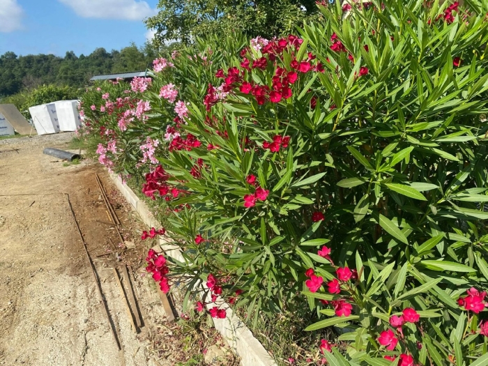 Олеандр цветок опасен