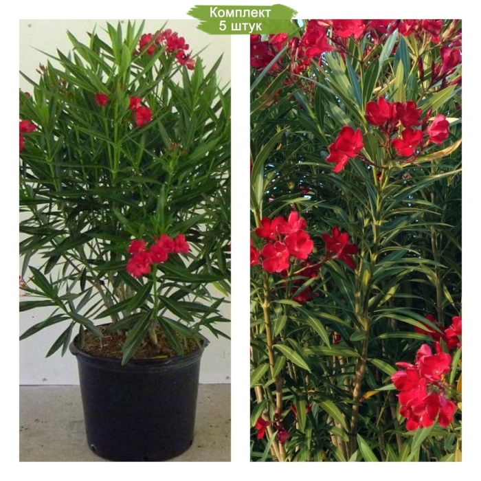 Олеандр красный