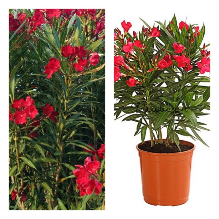 Нериум олеандр