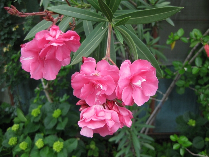 Олеандр махровый куст