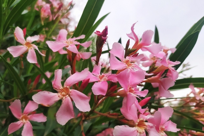 Олеандр розовый махровый