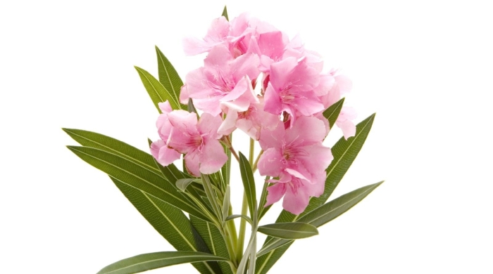 Олеандр розовый