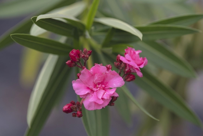 Олеандр цветок ядовитый