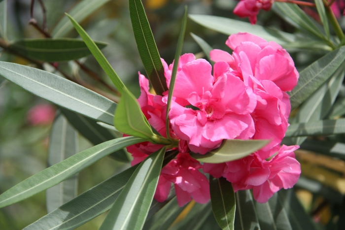 Олеандр махровый