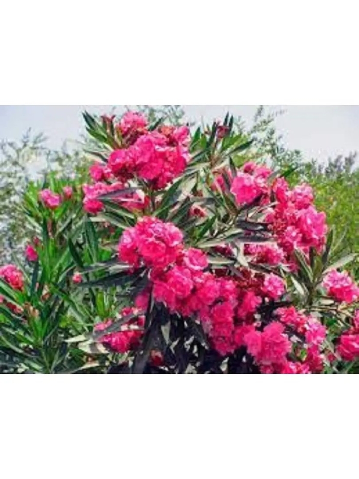 Олеандр махровый розовый