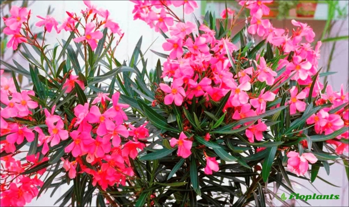 Олеандр комнатное растение