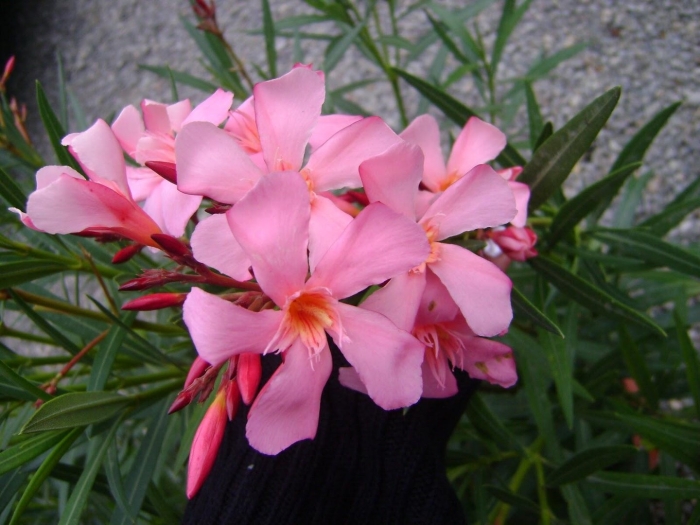 Олеандр красный